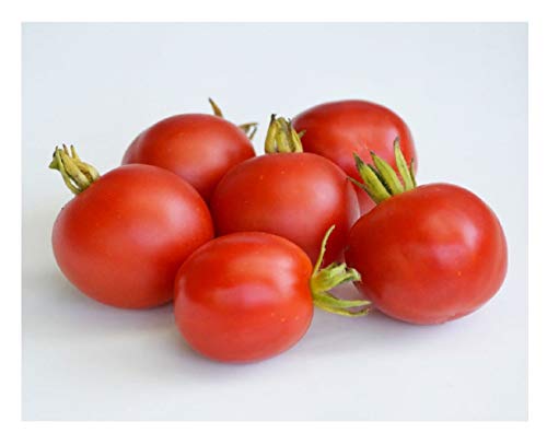 PREMIER SEEDS DIRECT Tomato - Outdoor Girl - 60 Finest Seeds - Early Maturing