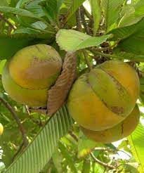 Image of All-Time 12 Months Hybrid GRAFTED Live Fruit Plant Original & Authentic Organic Tree for Outdoor Fast-Growing Fruit Plant Home Gardens Pack Of-1 (Elephant Apple /Chalta, Medium)