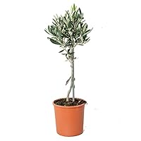 Olijfboom (Olea europaea) D 18 H 80 cm kopen