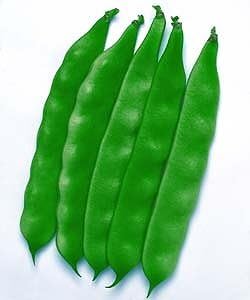 Amazon つるありインゲン種子 モロッコ 1l タキイ種苗 野菜