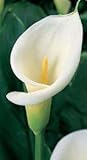 White Calla Lily Flowering Plant Bulb