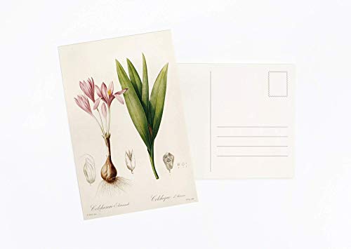 Wintertime Crafts Vintage Collection Postcard Set: Pack of 30 Retro Style Botanical, Nature and Ephemera Postcards - Thumbnail 6