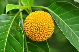 Live Kadamba, Anthocephalus cadamba Plant - Healthy Live 1 Plant (B09V7X1G26) Amazon Price History, Amazon Price Tracker