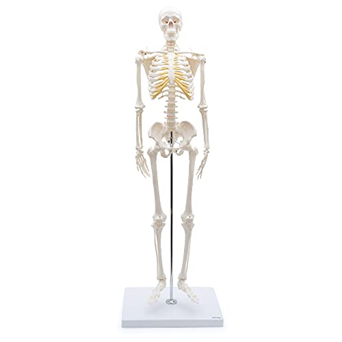 Modelo de anatomía de esqueleto pequeño Cranstein A-117 de 85cm 5