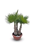 Sunny Tree - Palmier Washingtonia Robusta - Tronc Mulit - 220 cm avec pot - Palmier éventail mexicain