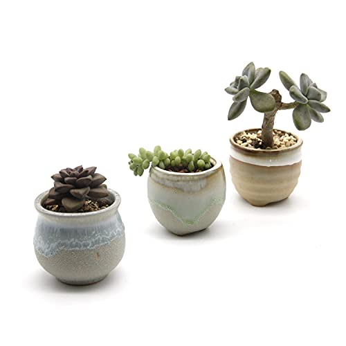 T4U Small Ceramic Succulent Pots With Drainage Set Of 12, Mini Pots For Plants, Tiny Porcelain Planter, Air Plant Flower Pots Cactus Faux Plants Containers, Modern Decor For Home And Office #TOP7
