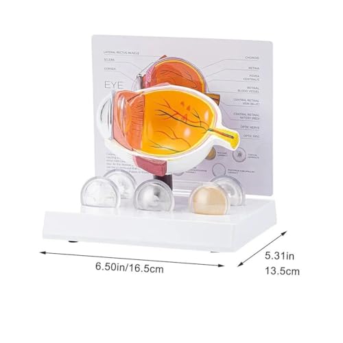 Modèle d'anatomie du globe oculaire détachable pour étude médicale - 3