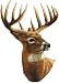 4" Whitetail Buck Deer Head 12 Point Antlers Hunting Removable Peel Self Stick Wall Decal Sticker Art Hunt Hunter Rustic Lodge Cabin Outdoor Wildlife Nature Home Decor 3 inch wide by 4 inch tall