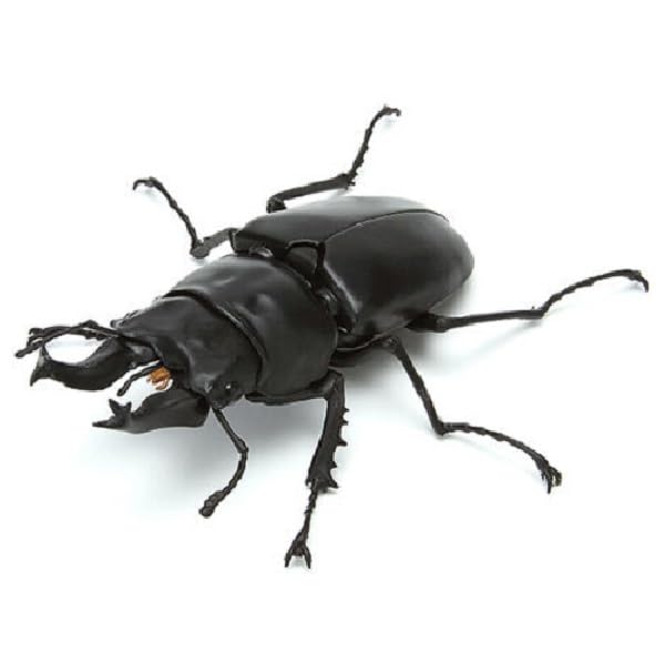 【ウタオウページ】 F0】《ローゼンベルグオウゴンオニクワガタ 74.5mm ペア》 | KPW