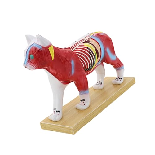Modelo con puntos meridianos para entrenamiento de agujas en anatomía veterinaria