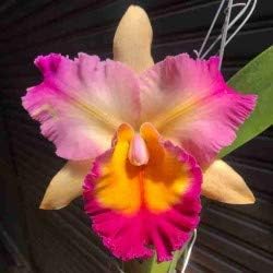Cattleya/RLC. Amazing Thailand X RLC. Yen 24 Carat - Live Orchid Plant