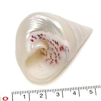 高瀬貝　タカセ貝　サラサバテイ　貝殻 サラサバテイ (タカセガイ) | 市場魚貝類図鑑