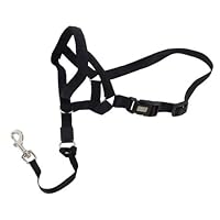 Algopix Similar Product 10 - Coastal Pet Walk n Train Dog Head