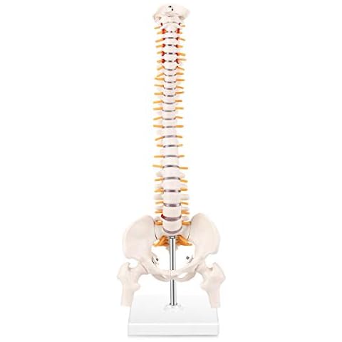 LYOU Miniature Spine Anatomy Model, Modell Menschliches Wirbelsäulen Modell, 1Wirbelsäulen Modell, 5.5" Mini Vertebral Column Model with Spinal Nerves, Pelvis, Femur, Mounted On a Base Cover