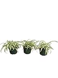 Spider Plant Live Indoor Plants, 4 Inch Pots, Set of 3, Bonnie Curly Variety