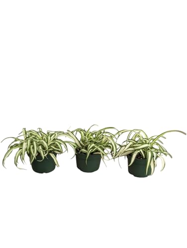 Spider Plant Live Indoor Plants, 4 Inch Pots, Set of