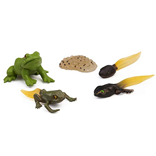 UANDME Life Cycle Figurines of a Monarch Butterfly and a Frog Realistic Education Insects Life Stages Figures for Learning and Teaching Aids