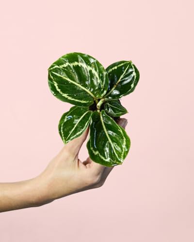 Calathea Roseopicta Green | Mini Planta Natural Interior | Pur Pl...