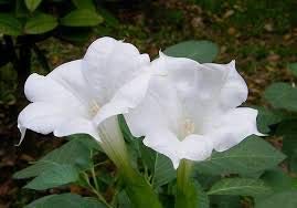 Guruji Plantation Dhatura Herbal Plant White Color Flower Live with Beautiful Pot & Secure Packing