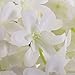 Duovlo Silk Wisteria Flower Artificial 2.13 Feet Hanging Wisteria Vine Fake Flower Bush String Home Party Wedding Decoration,Pack of 4（White）