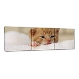  Peinture imprimée sur toile murale 150 x 50 cm Motif chat Nice H830M_PC3F
