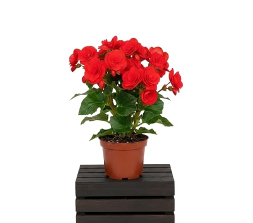 Planta Natural Begonia Rieger Roja Begonia Hiemalis DECOALIVE en Maceta de 14 cm