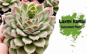 Image of Live Laxmi Kamal Succulent Plant a€ inch Air-Purifying Indoor Decorative Plant for Home & Office | Low Maintenance & Ideal for Gifting