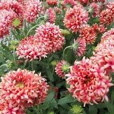 Amazon Co Jp 耐寒性 多年草 ガイラルディア ピンクスパーク 2株セット イングリッシュガーデン Diy 工具 ガーデン