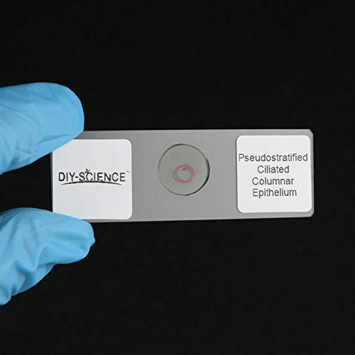 Image of Prepared Epithelium Types Microscope Slides Set, Excellent 11pcs Specimens Representing The Major Types of Epithelium