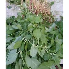 Premier Plants Spinach Seeds Amaranthus Polygonoides/Siru keerai Vegetable Seeds (Pack of 200 Seeds) (B084FK1WJP) Amazon Price History, Amazon Price Tracker
