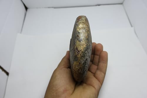 Image of Ammonite Fossil Cretaceous Fossils Fossils from Morocco Fossil Rock Ammonites Fossil A298