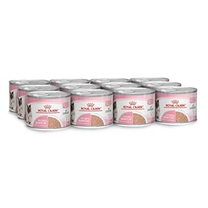 Royal Canin Mother & Babycat Mousse 12x195g