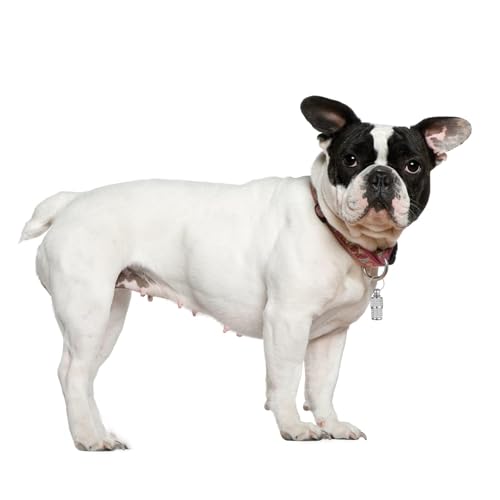 Adressanhänger für Hunde Katzen, 6 Stück Adressanhänger, Hundemarke Tiermarke mit Schlüsselring, Adresse Katzenmarke, Hundemarke Anhänger, Personalisierte hundemarke Haustiere hunde Katzen zubehör