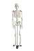 Mini Human Skeleton Model 1/2 Life Size on Metal Base 85cm