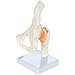Axis Scientific Life Size Human Hip Bone Anatomy Pelvis Model with Flexible Ligaments and Bony Landmarks – Realistic Design, Includes Base and Product Manual