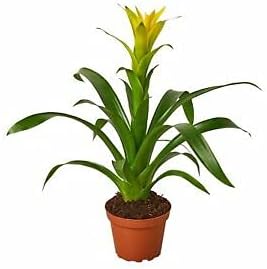 3 Pla Aºa Nts Ya Aºa Lla A A W Bra A A M Sale Special Price Guzma Aºa Na A A A Aºa