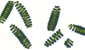 Algae Research Supply Algae Culture Spirulina, Perfect for School Science Fairs/Projects, Experiments & Classrooms (50mL)