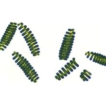 Algae Research Supply Algae Culture Spirulina, Perfect for School Science Fairs/Projects, Experiments & Classrooms 50mL