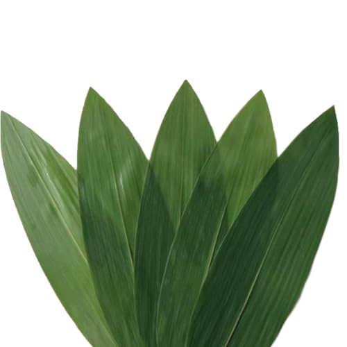 200pcs - SAYWARM Fresh Bamboo Leaves Mild Aroma Green Natural Plate Decorations Party for Cooking, Vacuum Packed, Banana Leaves Alternative (200pcs), 12x2.7 inch