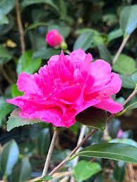 Camellia Sasanqua Sparkling Burgundy I 1 Extra Large 3 Gallon Plant I Pink Flowering Radiant Deep Red Blooms, Live Plant for Gardens & Patios, Elegant Ornamental Shrub