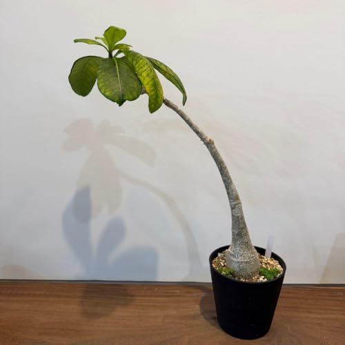 ���p�L�|�f�B�E���f�J���[ �򍪐A�� ���� �R�[�f�b�N�X