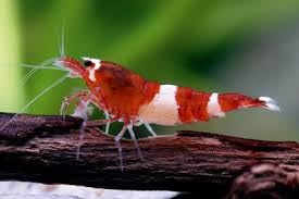 SF Aquatic™ 10 RED King Kong Shrimps Caridina Taiwanese Bee Live Freshwater Shrimps for Aquarium. Juveniles Size 1/2-1 inch. Live Arrival Guanratee