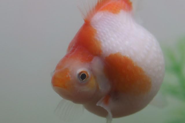 ピンポンパール　１匹 Amazon | （国産金魚）ピンポンパール(尾にクセ有） 1匹 2才魚 サイズ