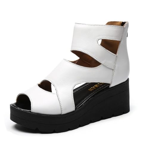 [`GOC] T}[u[c u[cT_ fB[X  T_ EGbW\[ Wbp[ JWA  C  6cmq[ obNWbp[ OfBG[^[ zCg I[vgD ʋC ₷ Ȃ 22.5 cm Rt