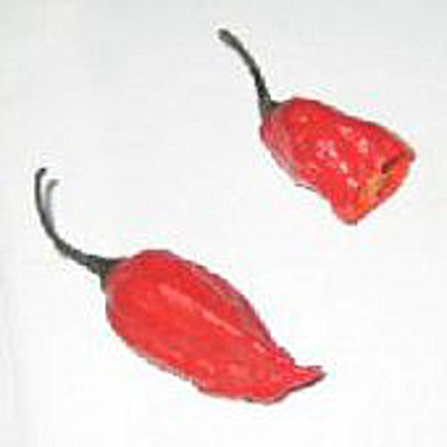Naga Jolokia Hot Peppers Seeds (((50 Seed Packet))) (More Heirloom, Organic, Non GMO, Vegetable, Fruit, Herb, Flower Garden Seeds at Seed King Express)