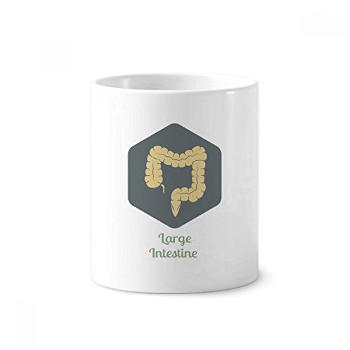 Brosse à dents porte céramique grand intestin tasse sans bascule