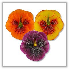 Pansy Flower Floating Candles - Primary - 2¼