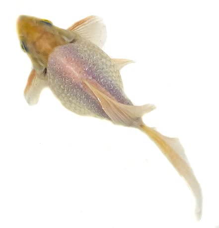 Amazon | 【一点物】【金魚】木村 キラキラ 三才 2番目【生体】 | ノー 