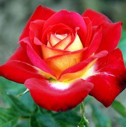 Amazon.com : Generic 100pcs Red Yellow Rose Flower Seeds Red
