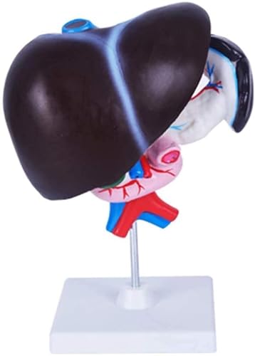 HEQIM Anatomical Model, Human Liver Anatomy Model, Human Organ Anatomy Model, Liver Pancreas Duodenum Model, Medical Anatomy Liver Pancreas Duodenum Model Compatible with Learning and Teaching
